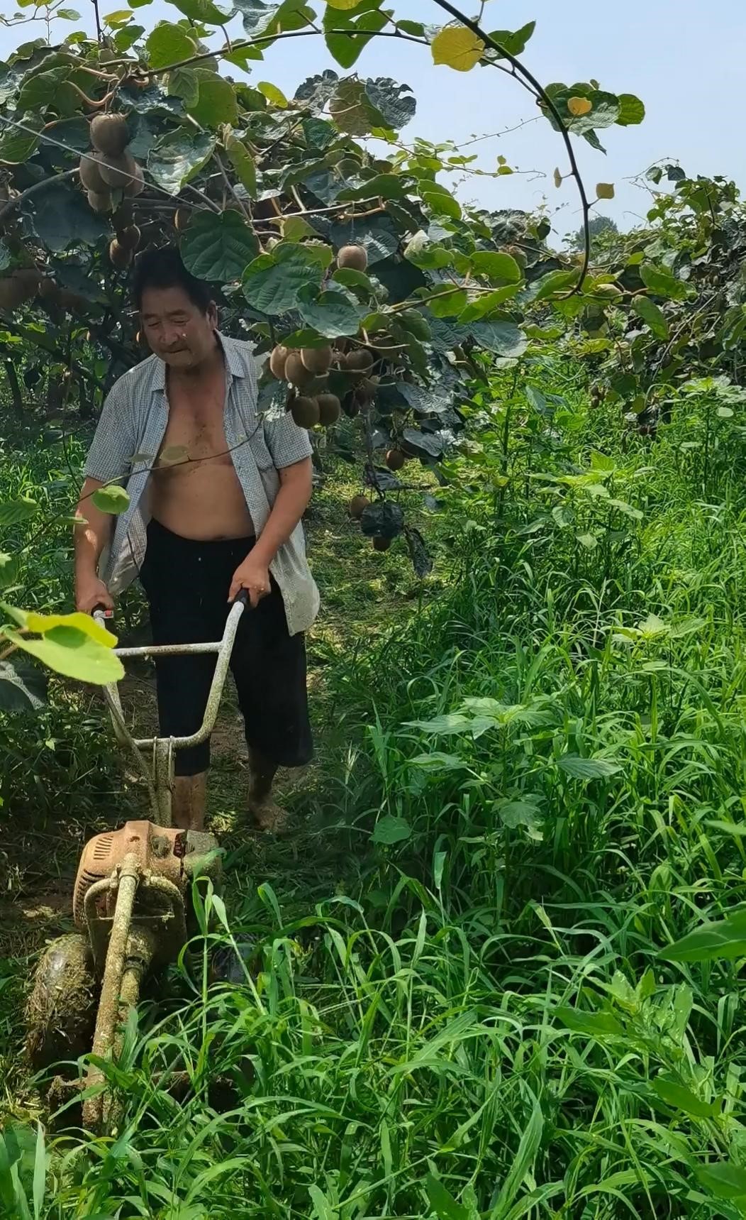 有機(jī)農(nóng)業(yè)